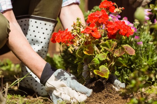 The image depicts a person engaged in garden maintenance, planting or tending to bright red flowering geraniums in a landscaped outdoor space. The foreground shows the person's hands, protected by gardening gloves, gently handling soil around the base of the plants. The garden surface comprises a mix of soil and grass patches, with the planting area bordered by a small bed filled with various flowering plants, including purple and pink blooms. In the background, there are lush green shrubs and small trees, indicating a well-established garden environment. The scene is set in natural daylight with clear weather conditions, and the overall environment appears to be a well-maintained backyard or front garden with a focus on floral arrangement and outdoor horticultural care, consistent with professional gardening services in the Gunnersbury area.