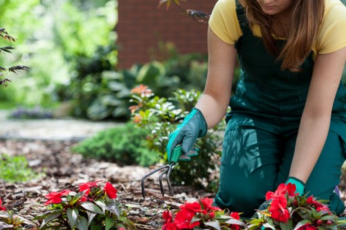 A gardener wearing yellow sleeves and teal gardening overalls is tending to a flower bed in a well-maintained backyard garden in Gunnersbury. The gardener is using a small hand rake to carefully work among vibrant red flowering plants with green foliage. The garden features neatly edged flower beds, a lush lawn area in the foreground, and various shrubs and plants in the background, including broad-leaved bushes and flowering plants. There is natural sunlight illuminating the scene, suggesting a clear day, and the overall environment appears tidy and landscaped, typical of outdoor garden maintenance provided by local gardening services. The setting shows a calm, residential space with a paved patio area partially visible behind the plants, emphasizing the outdoor area's inviting and well-kept appearance, suitable for professional hedge trimming and garden care. The image reflects the attention to detail required in gardening and landscaping work in a suburban Gunnersbury context, aligning with services offered by Hedge Trimming Gunnersbury.